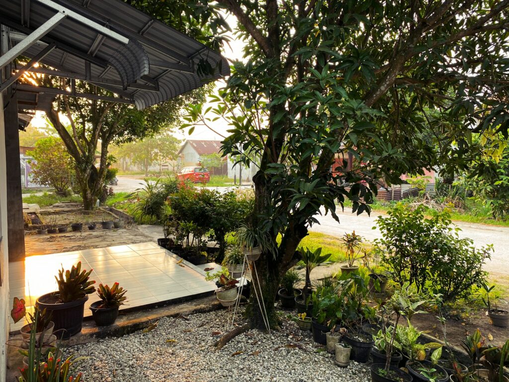 A view of a backyard with a lot of trees and plants